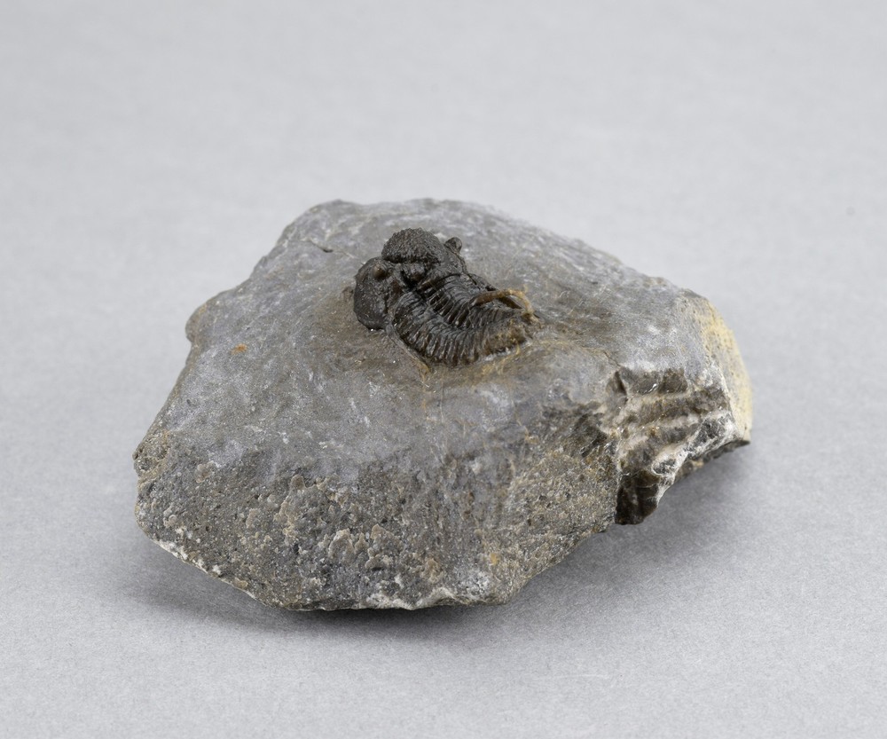 Fine trilobite Cyphaspis sp.