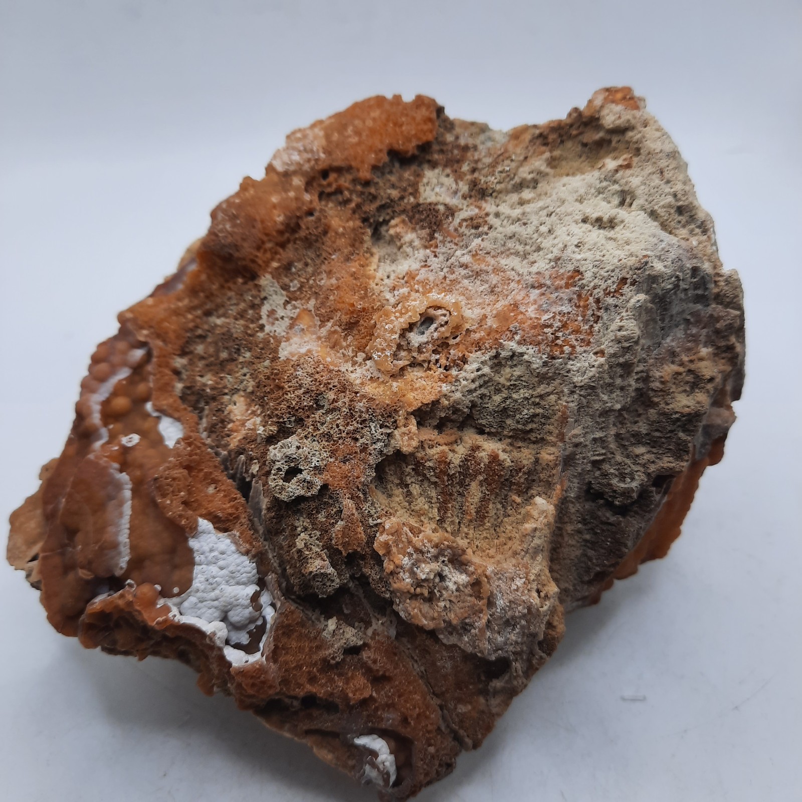 Botryoidal Agatized Coral Specimen , Suwanee River, Florida 6 x 4 1/2 x 3