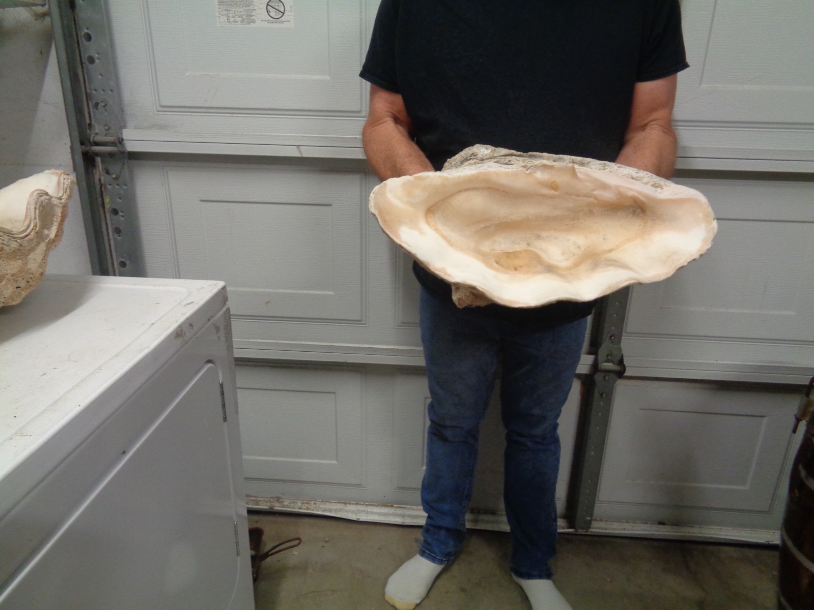 Tridacna Gigas Clam Shell Set Beautiful Matching Pair Giant Old Nautical Shells