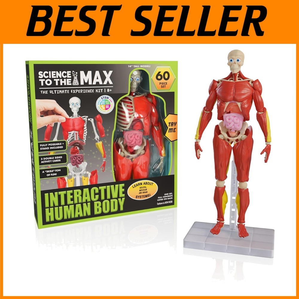 Realistic 14" Human Body Model - Educational STEM Toy