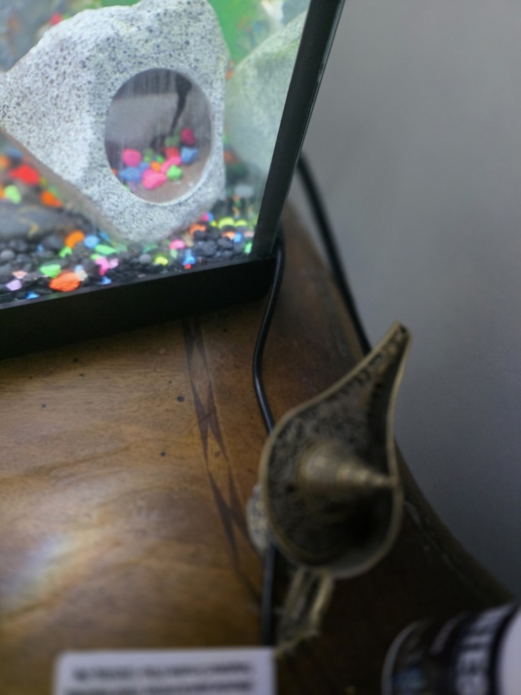 20-Gallon Complete Aquarium Setup (With Fish)
