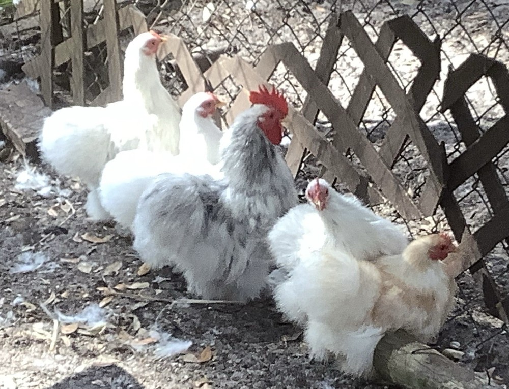 Silkied Bantam Cochin Eggs 12