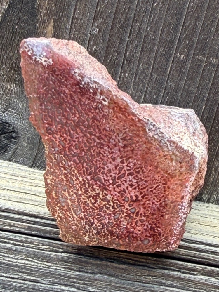 Dinosaur Gem Bone Polished Fossil Display