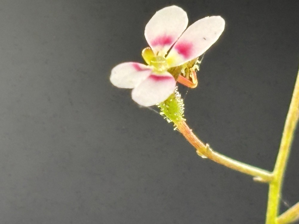 Stylidium caespitosum Live Triggerplant for Gardens