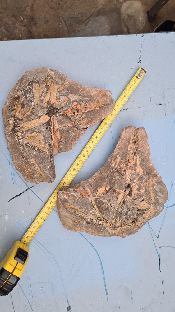 AMIA Living Fossil Fish
