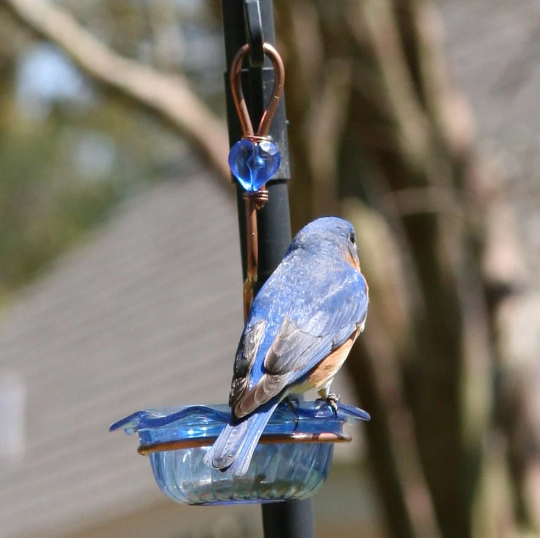 Bluebird Feeder Single