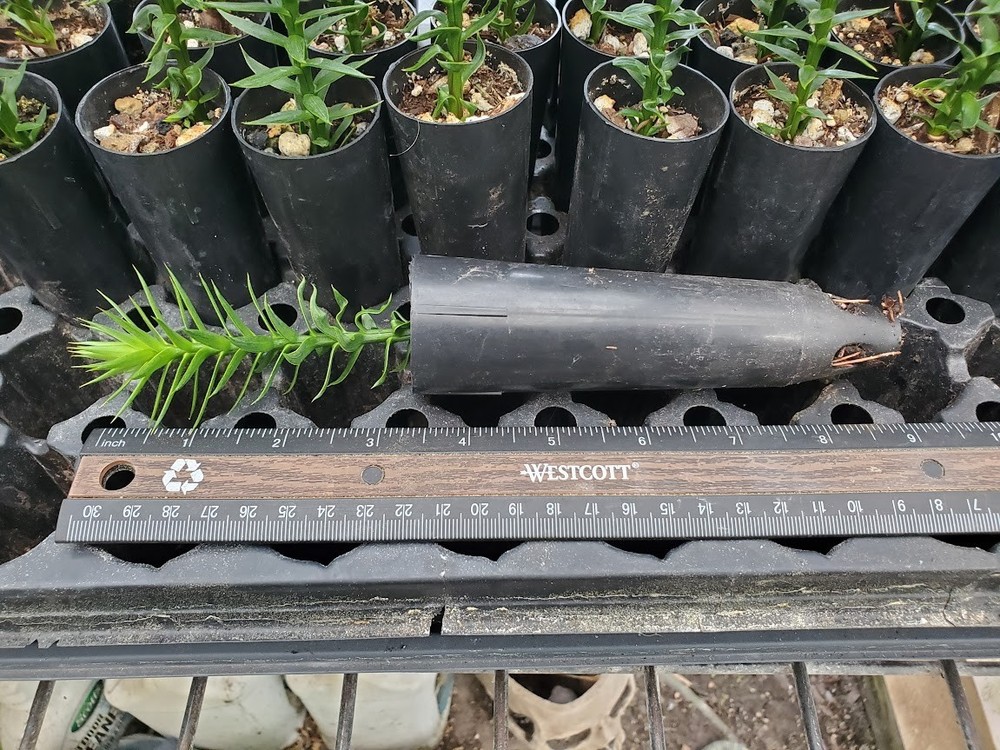 Monkey Puzzle Tree Seedlings - Araucaria