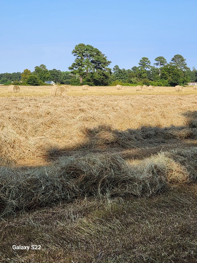 Horse Hay