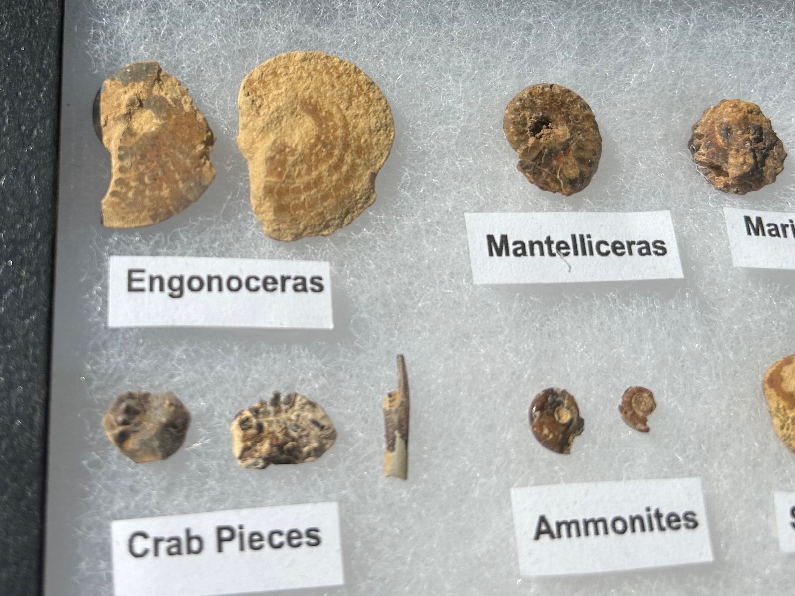 Pawpaw Formation Fossils Collection Starfish Ammonites Crabs Scaphites etc