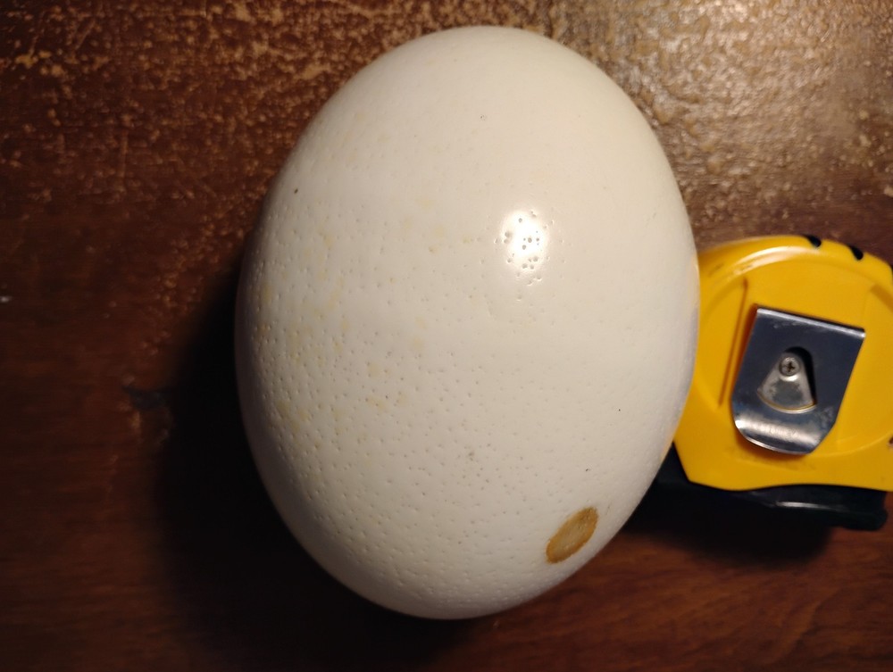 Empty ostrich egg drained