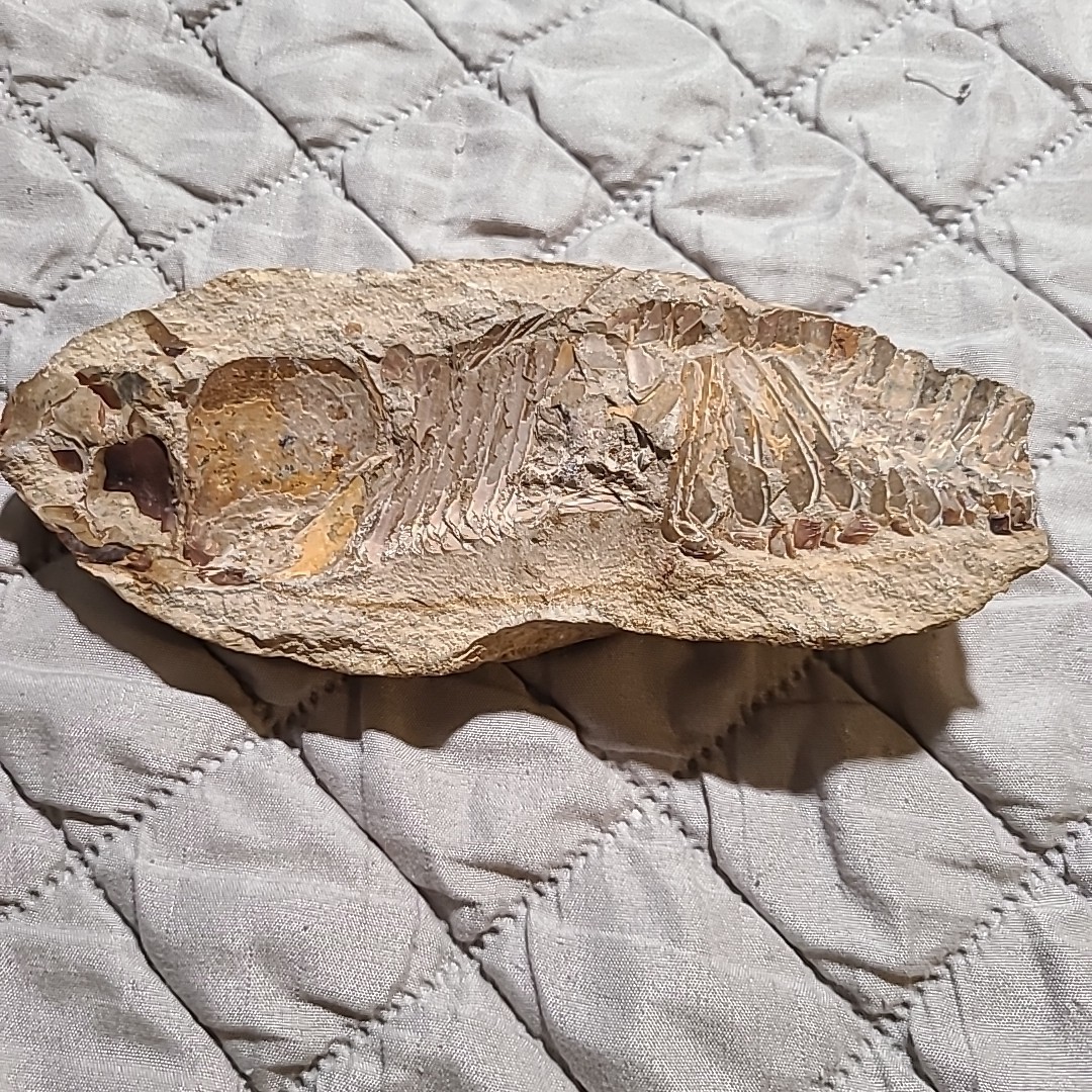 Rare living fish fossil specimen, the scale texture is clearly visible