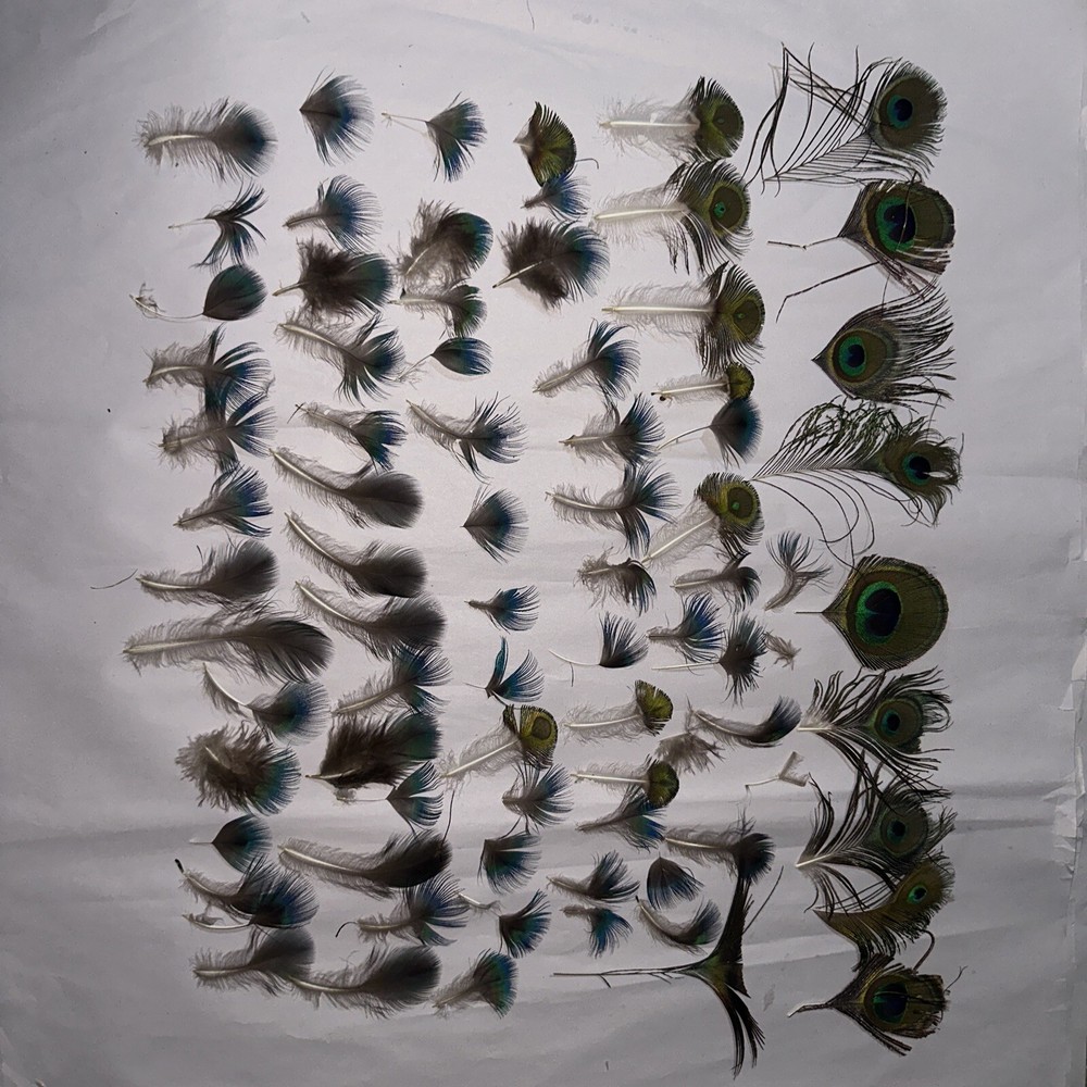 80 pc peacock  feathers lot ref #2206