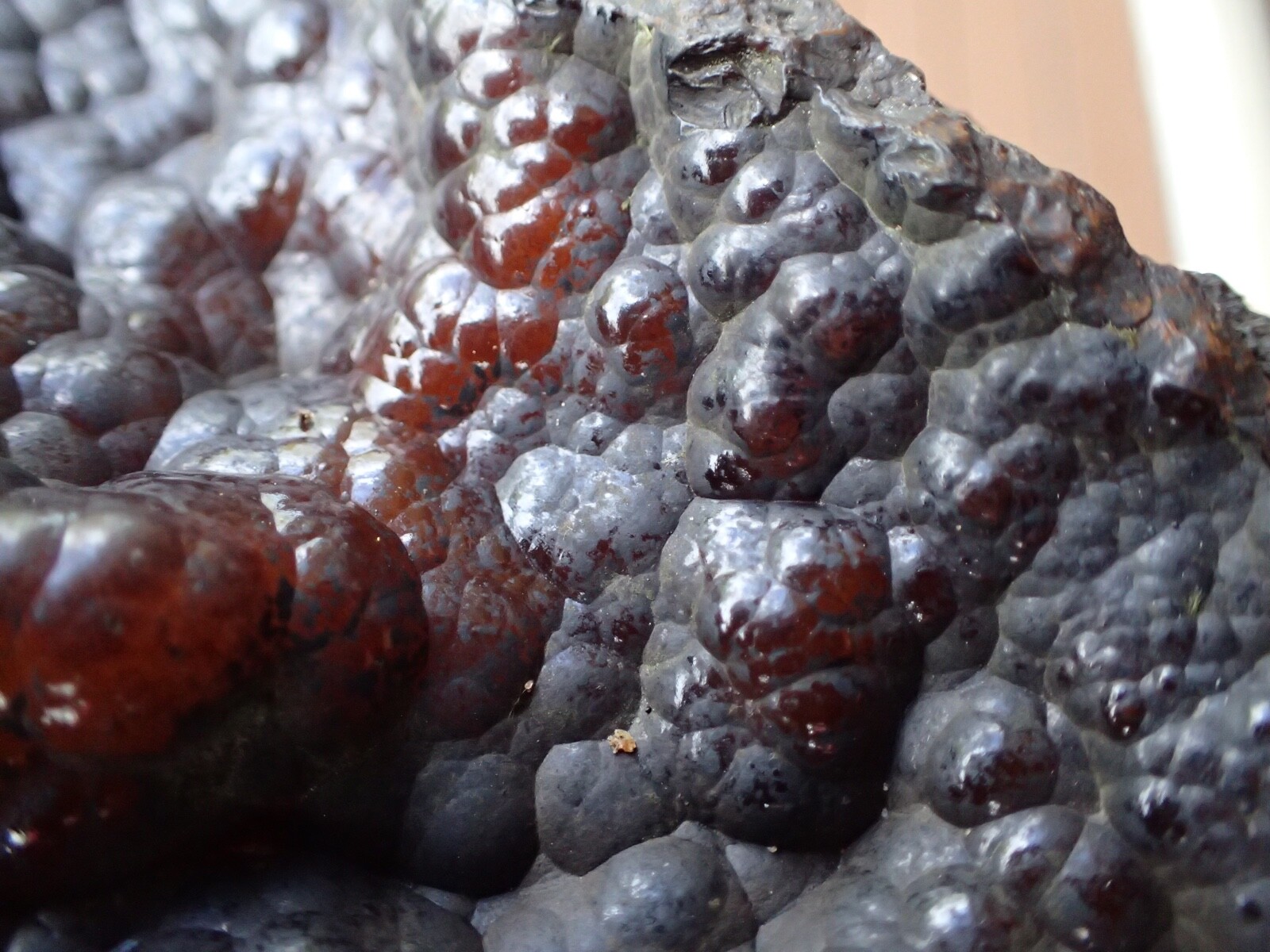 Botryoidal Fossil Coral Geode Chunk GA Specimen Collection Agate Marine Sea WC63