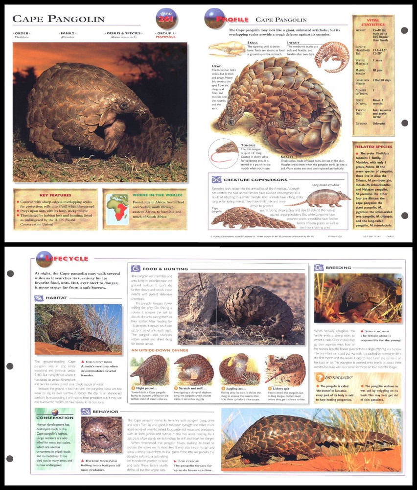 Fold-Out Sheet - Cape Pangolin - 261