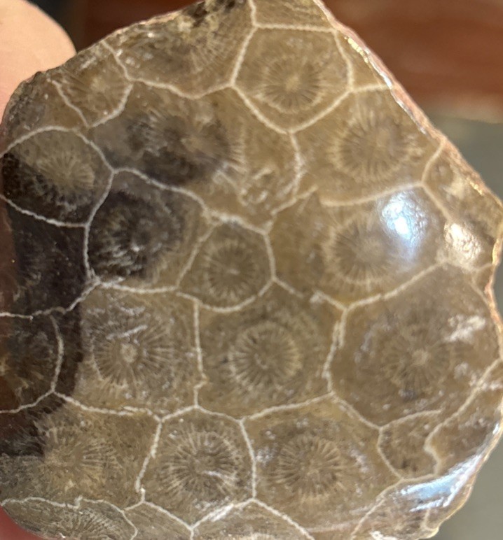 Petrified Coral End Polished