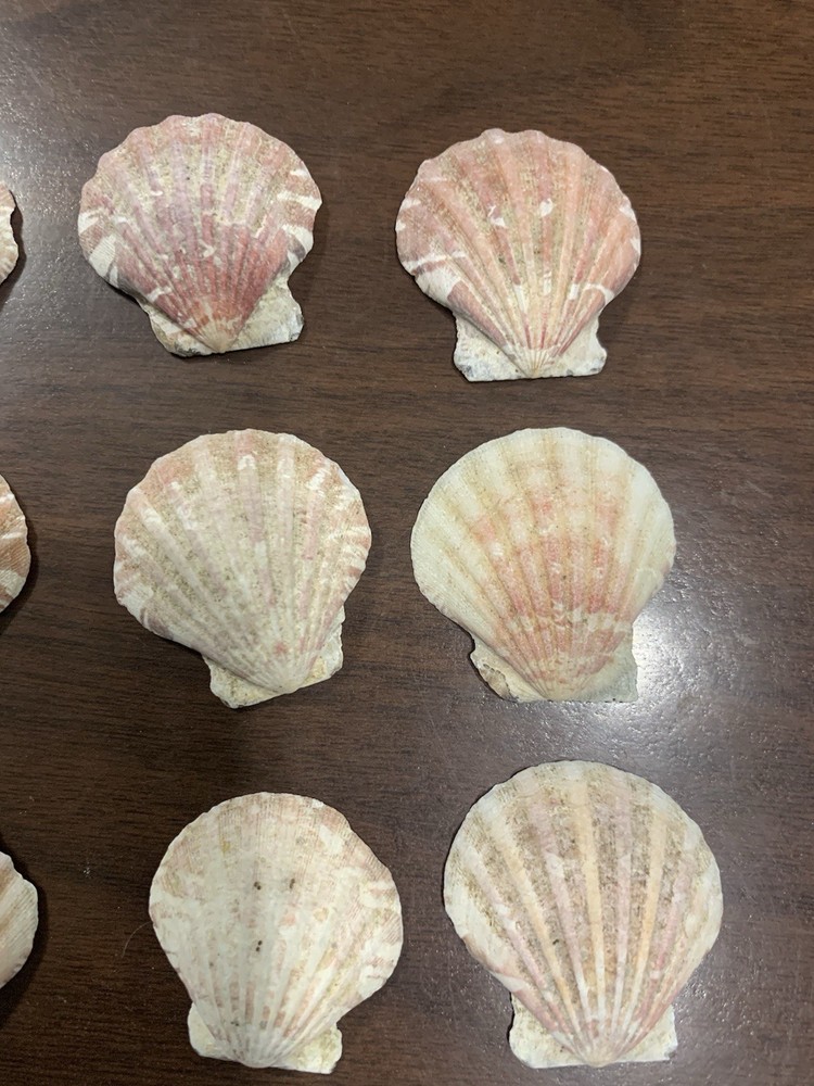 20 Small Various colored Scallop Sea Shells most 1.5”