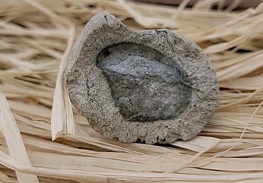 Egg Fossil Reptile 🦎