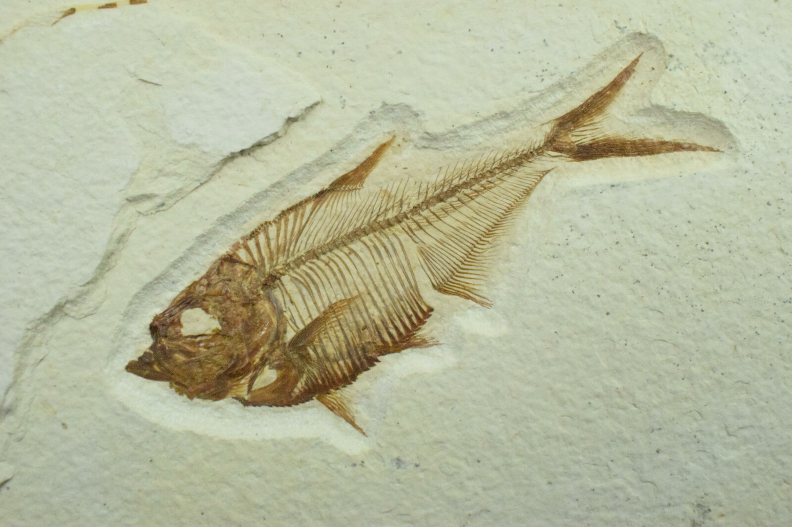 A Grade Diplomystus dentatus Fossil Fish Green River Formation Wyoming