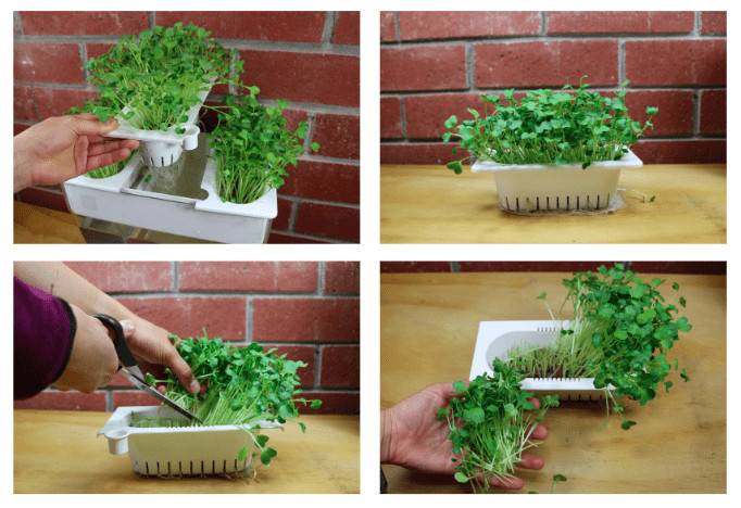 Water Garden Refill Kits