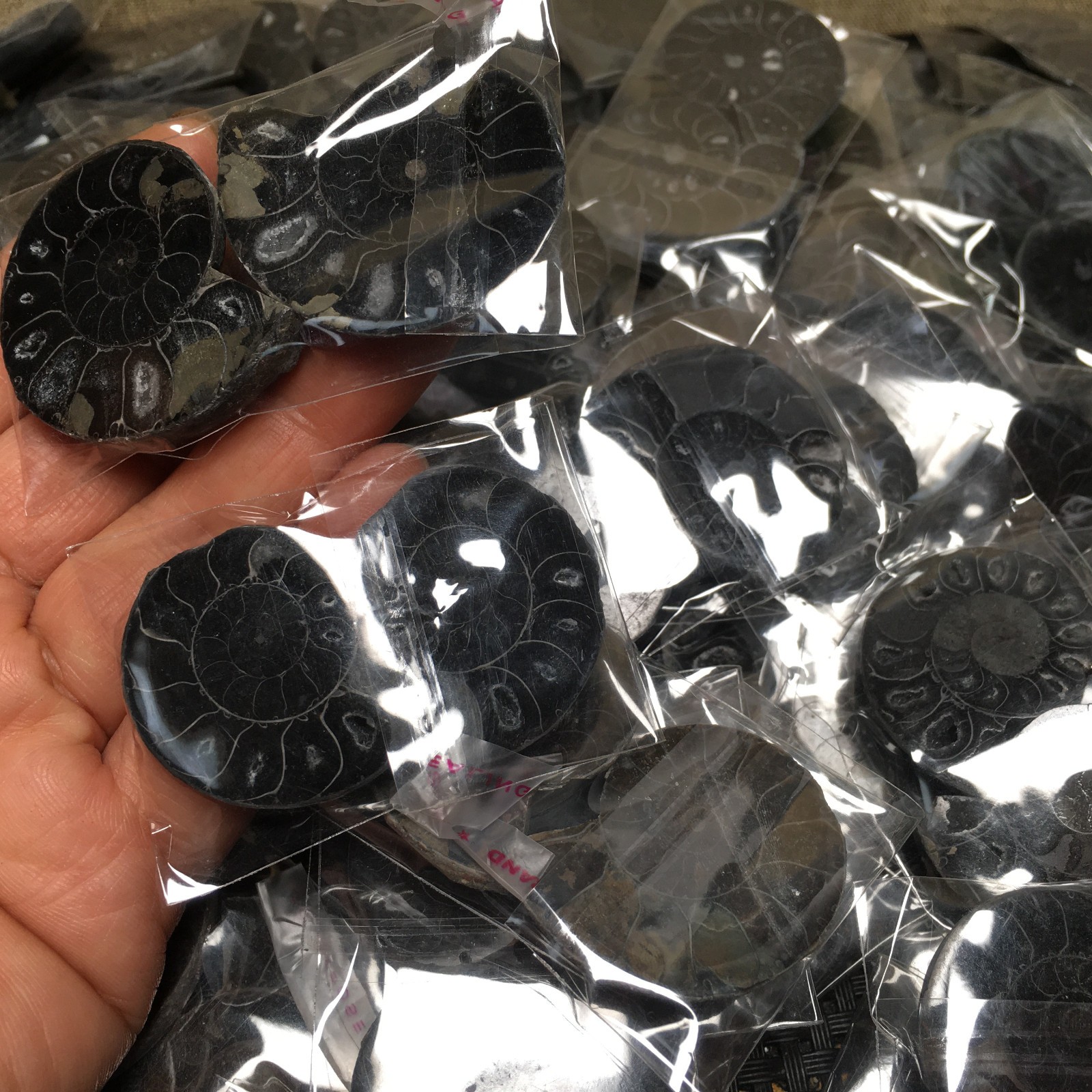 10 Pairs of Split black Ammonite Specimen Shell Healing