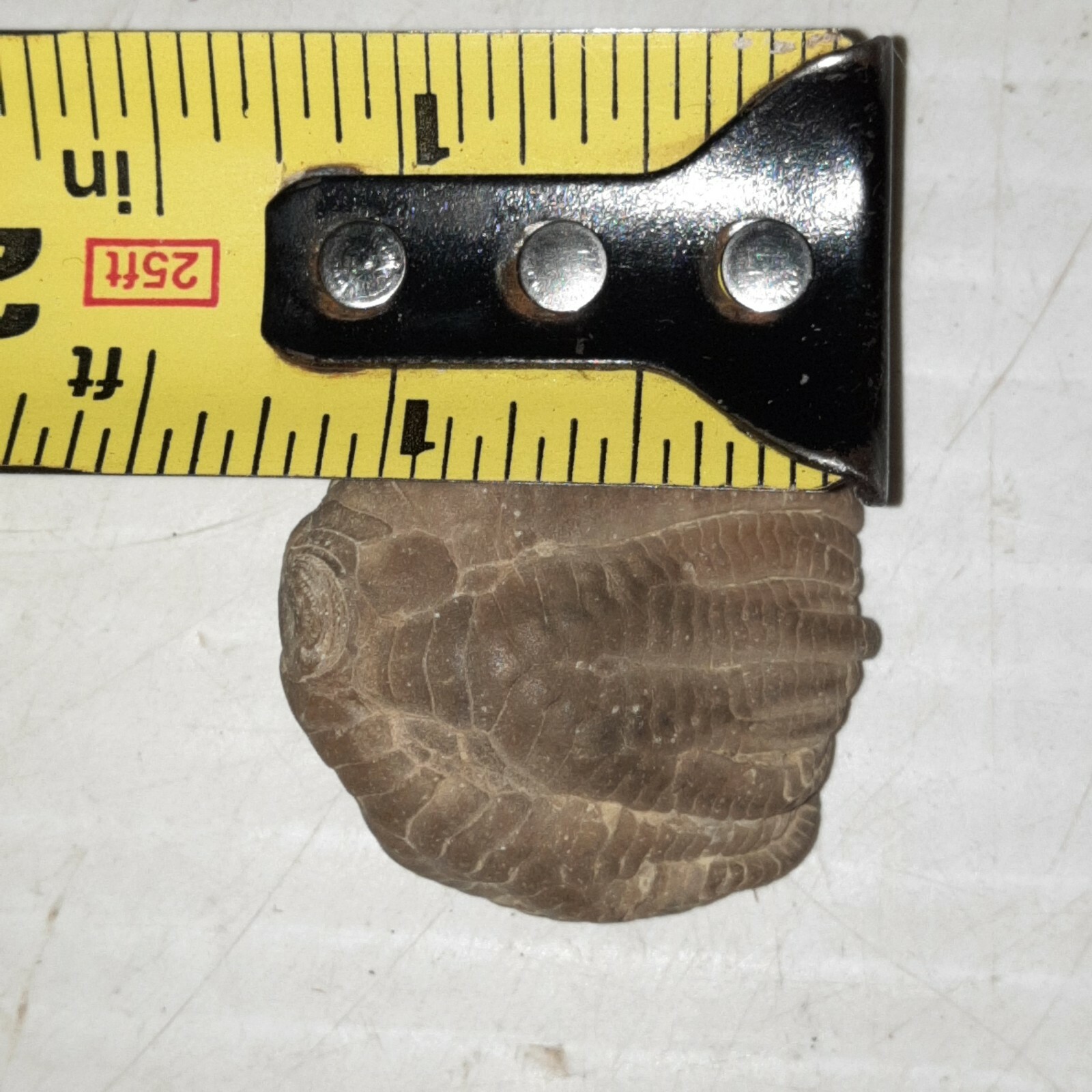 Crinoid Sarocrinus Mississippian Fossil Lake Monroe, Indiana