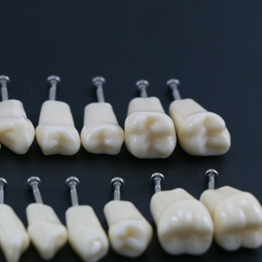 28Pcs Replacement Teeth Upper Lower For Typodont Teeth Model Frasaco AG3 Type US