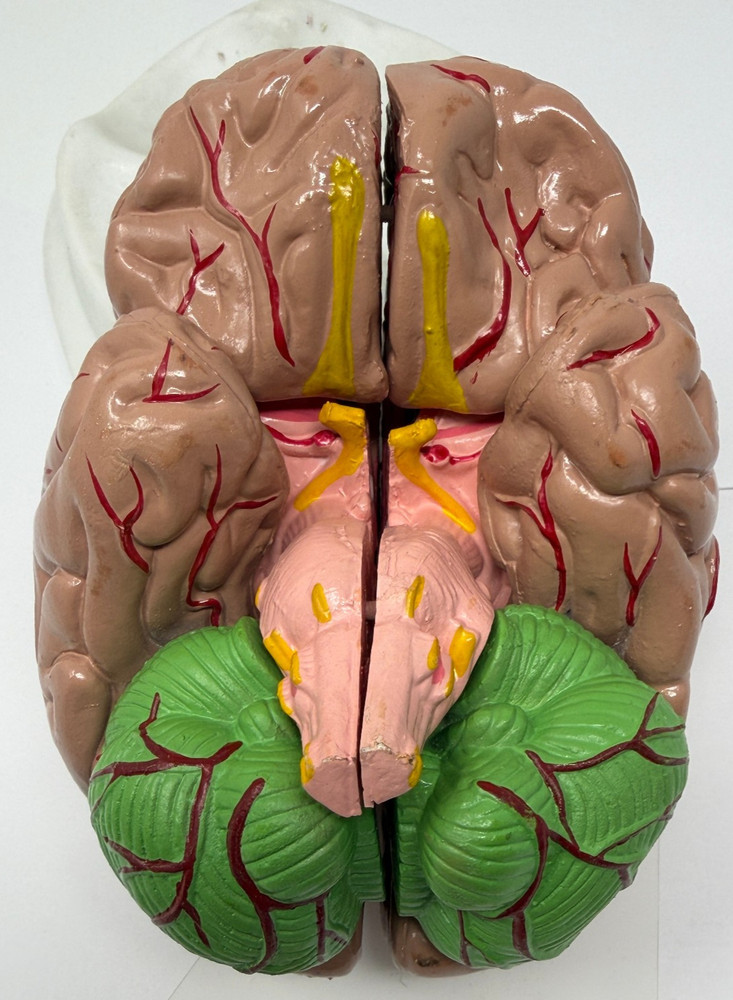 Human Brain Model for Teaching Study Display Medical Model