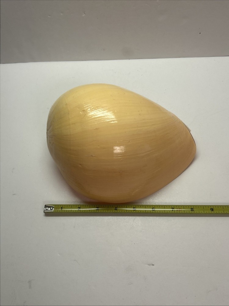 Unique Yellow Huge Melon Seashell Extra Large Decorative Shell 9"