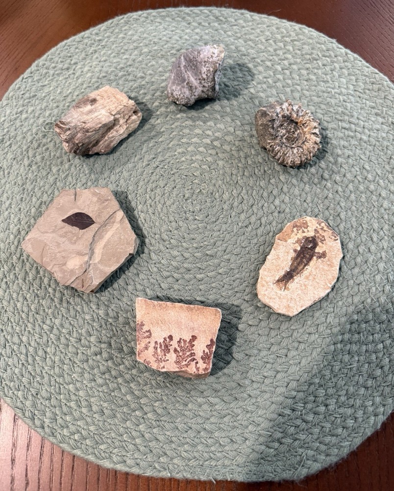 Assorted Fossil Specimens