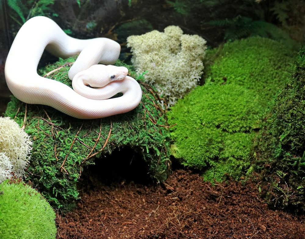 (05366 Mossy Dome Hide, 6 In, Green