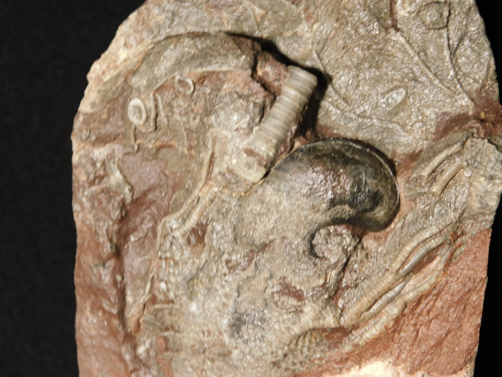 430 Million Year Old! CRINOID Fossil or Sea LILY Fossil Morocco 669gr