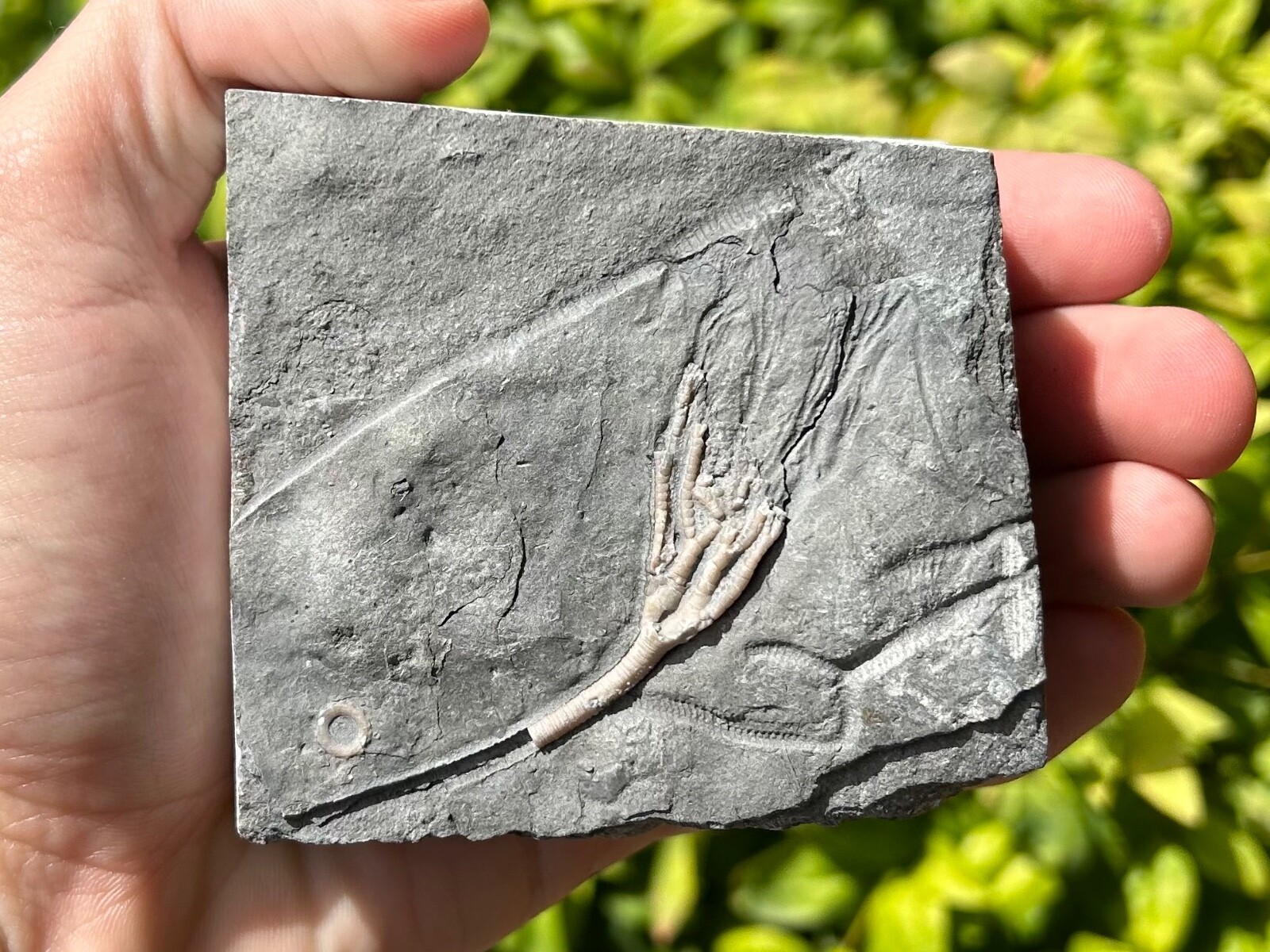 Canada Fossil Crinoid Cupulocrinus humilis NICE Ordovician Age Brechin Ontario