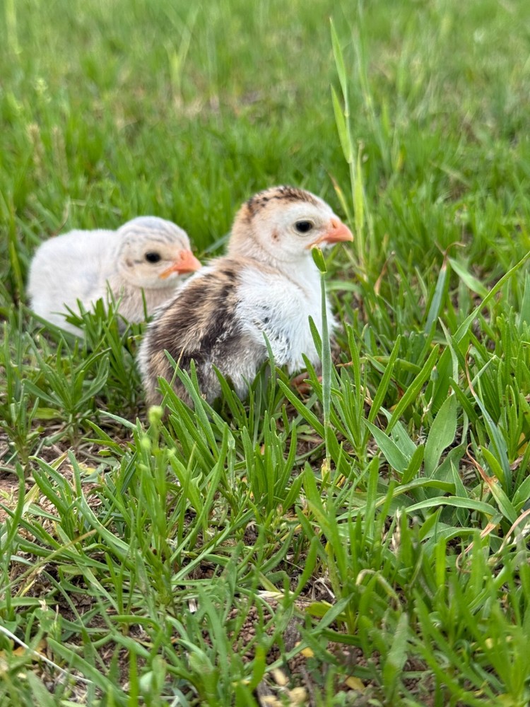 12+ Absorted Guinea Fowl Hatching Egg