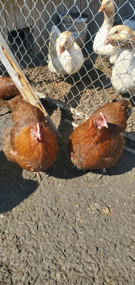 8+ Partridge English Orpington Hatching Eggs 🥚 🐣🐣🥚