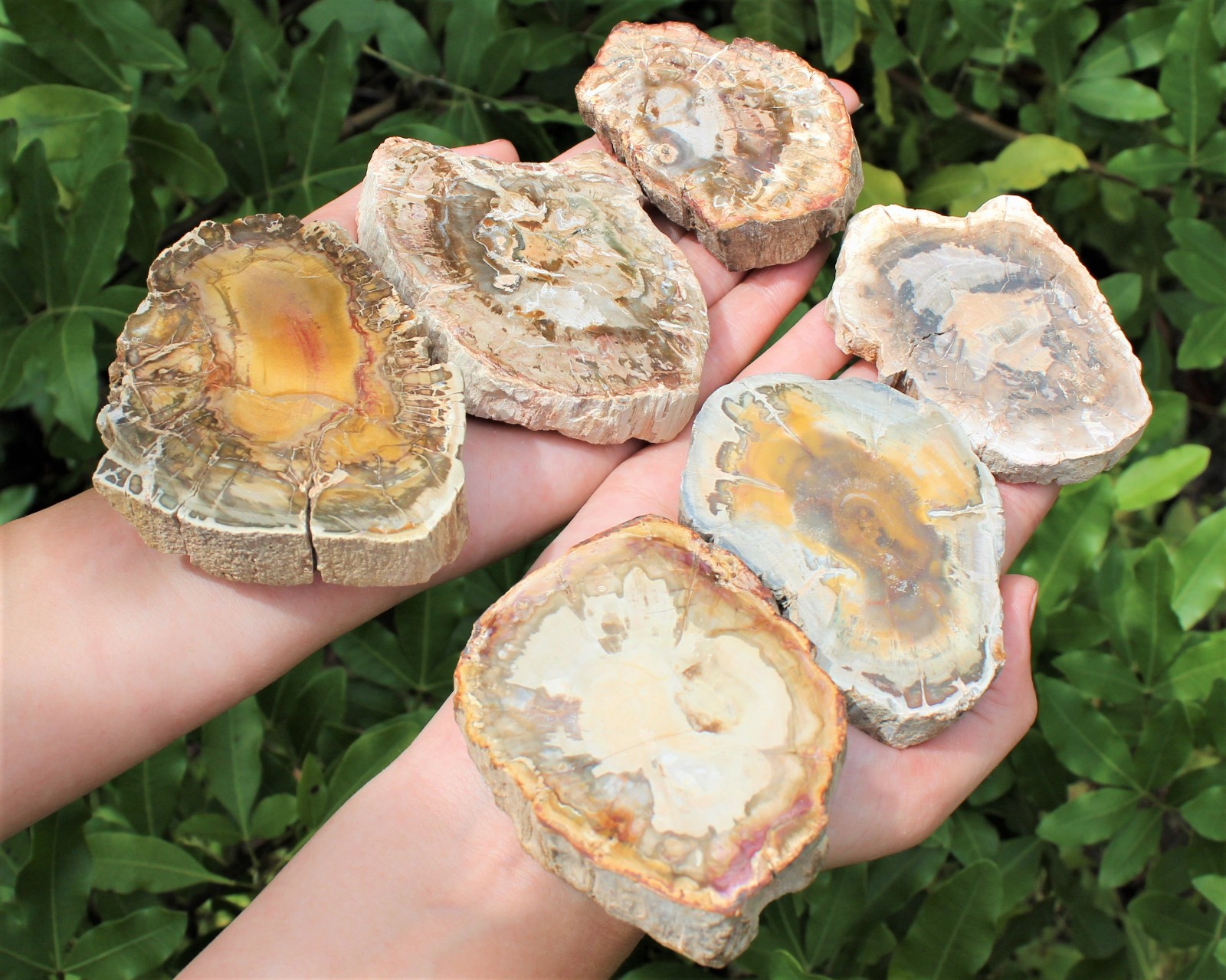 Fossil & Mineral Gift Box - Ammonite, Trilobite, Shark Tooth, Fulgurite & More!