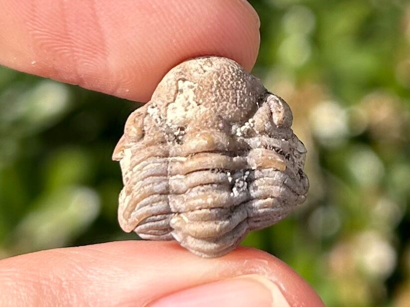 NICE Oklahoma Fossil Trilobite Paciphacops sp. Devonian Bug Bois D’Arc Formation