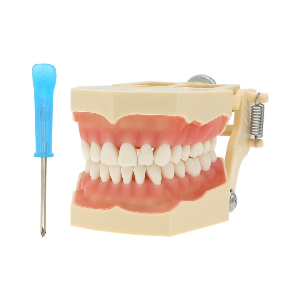 Multiple Types Dental Teeth Model Typodont Ortho Implant Practice Demo Teaching