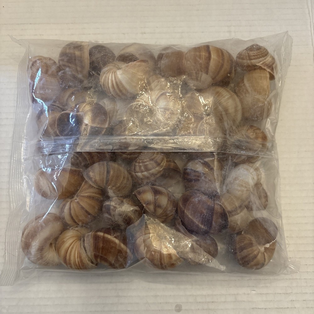 Escargot Snails Empty Extra Large Shells - 36 Shells - NOS