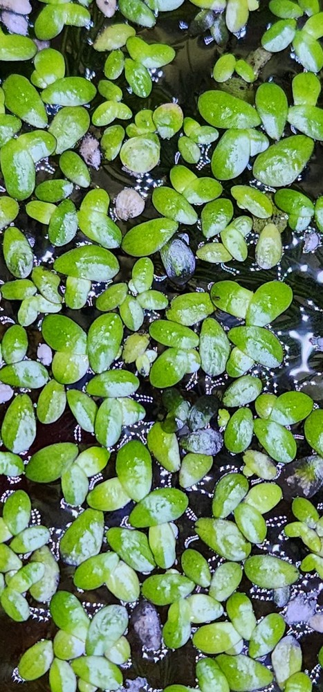 Aquarium plants