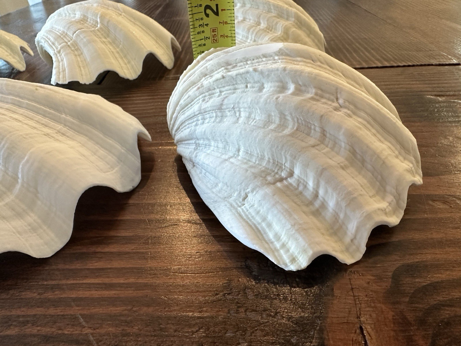 Set Of 6 TRIDACNA GIGAS(?) Clam Sea Shells Half 6” x 4” BEAR PAW Nautical Ocean