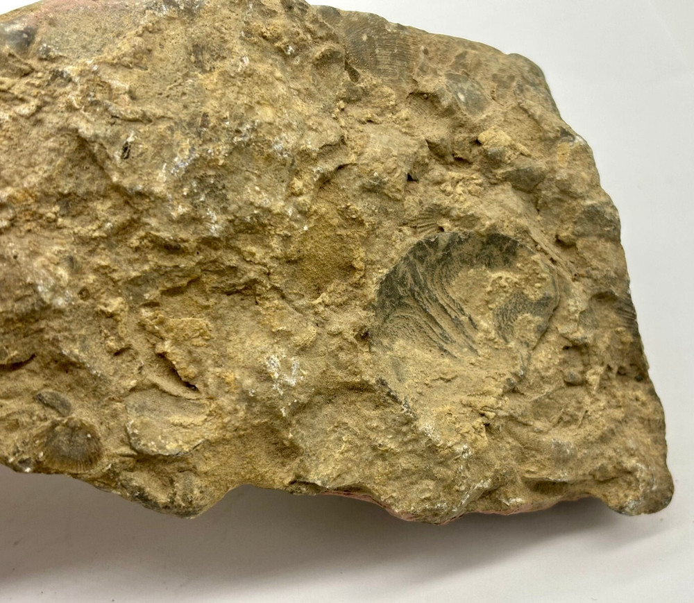 Fossiliferous Rocks (Brachiopod Fossils)