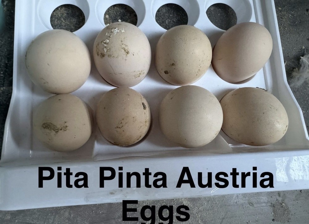 12+2 Pita Pinta Austria Chicken Hatching Eggs