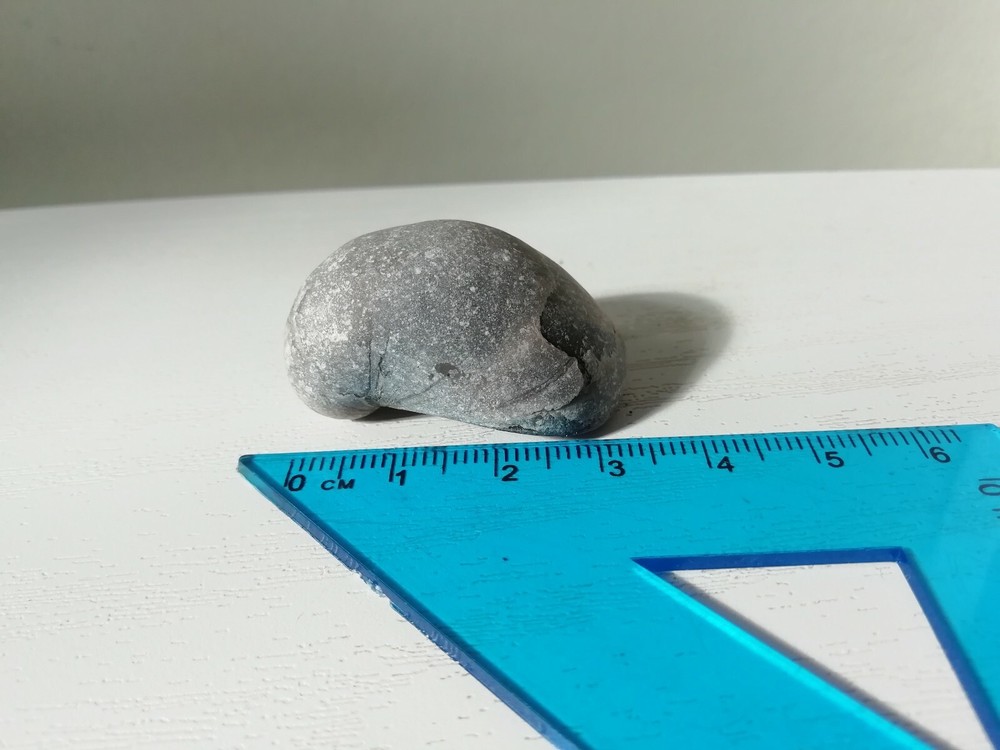 Devil's Toenail Fossils