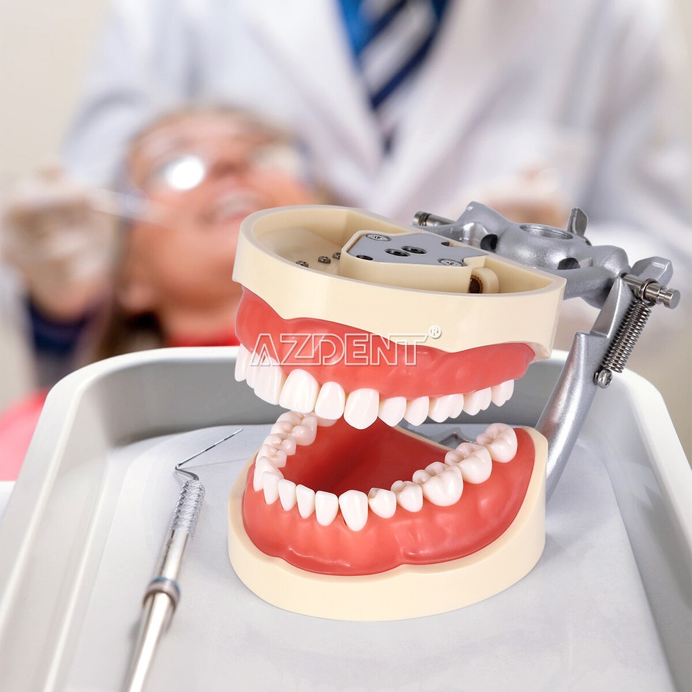 Dental Typodont Model with Removable Teeth M8012 DP 32 demonstration teach study