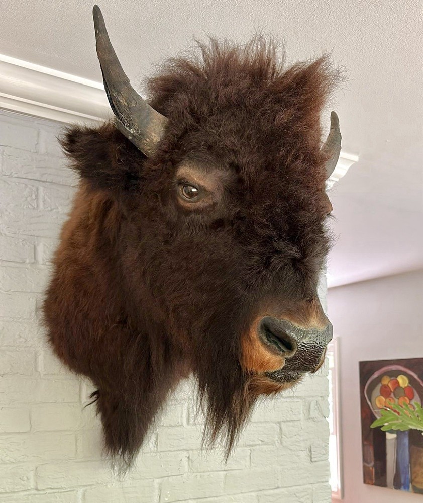 Bison shoulder Mount