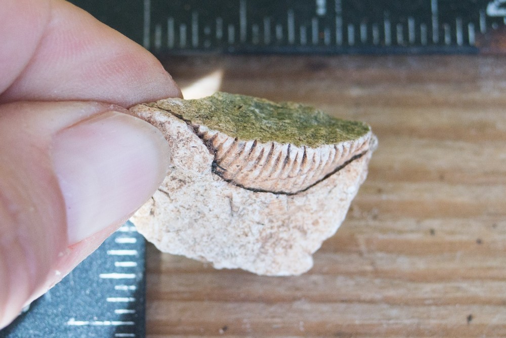 NE Oklahoma Fossil