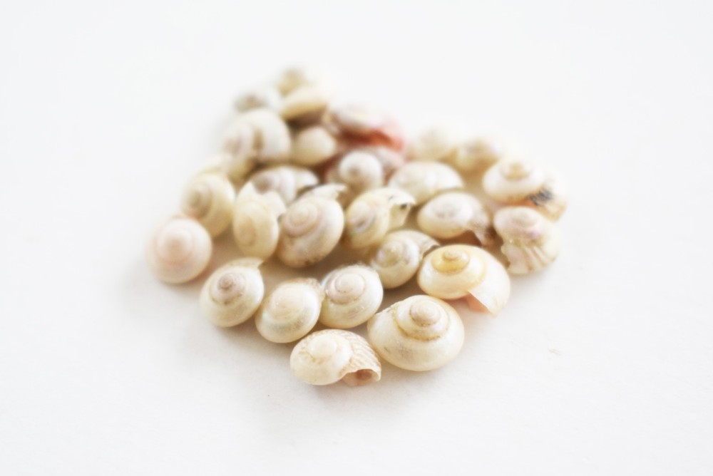 1 LB (2000+) Tiny Pearl Umbonium Mini Shells Button Top (1/4") Beach Crafts Art