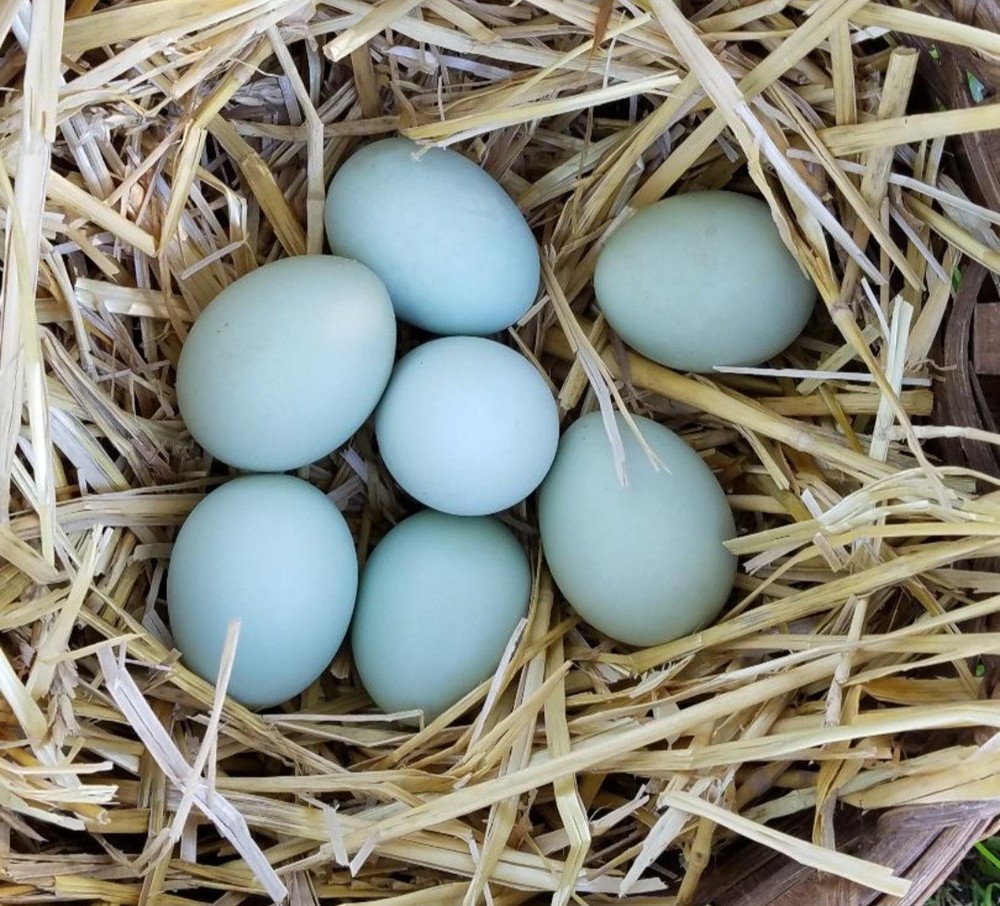 Cream Leg Bar hatching eggs