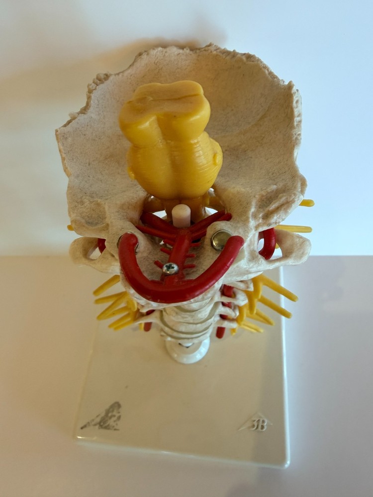 Cervical Spine Model 1000144, A7, 3B Scientific