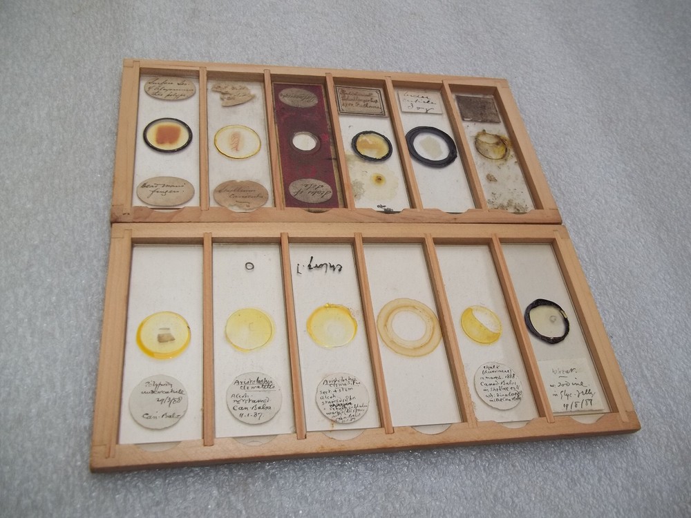 Antique Glass Microscope Slides